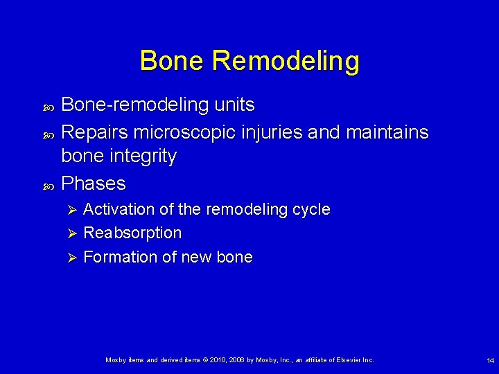 Bone Remodeling Bone-remodeling units Repairs microscopic injuries and maintains bone integrity Phases Activation of