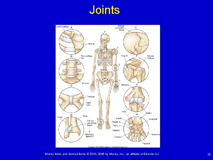 Joints Mosby items and derived items © 2010, 2006 by Mosby, Inc. , an
