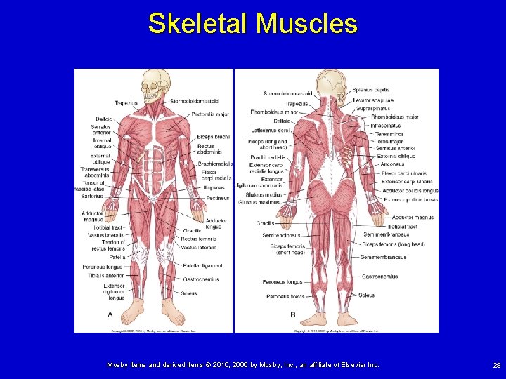 Skeletal Muscles Mosby items and derived items © 2010, 2006 by Mosby, Inc. ,