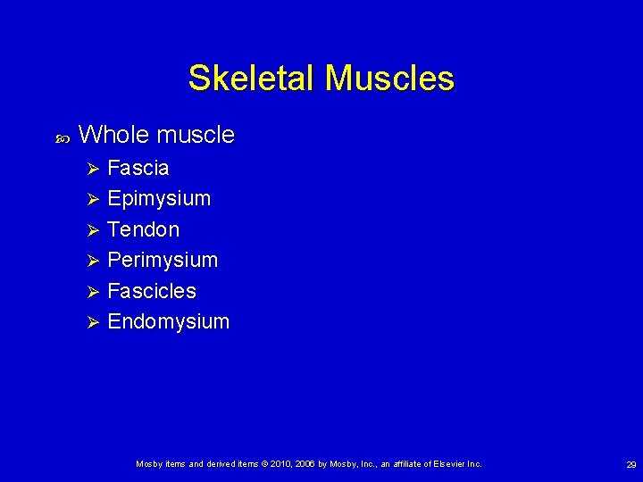 Skeletal Muscles Whole muscle Fascia Ø Epimysium Ø Tendon Ø Perimysium Ø Fascicles Ø