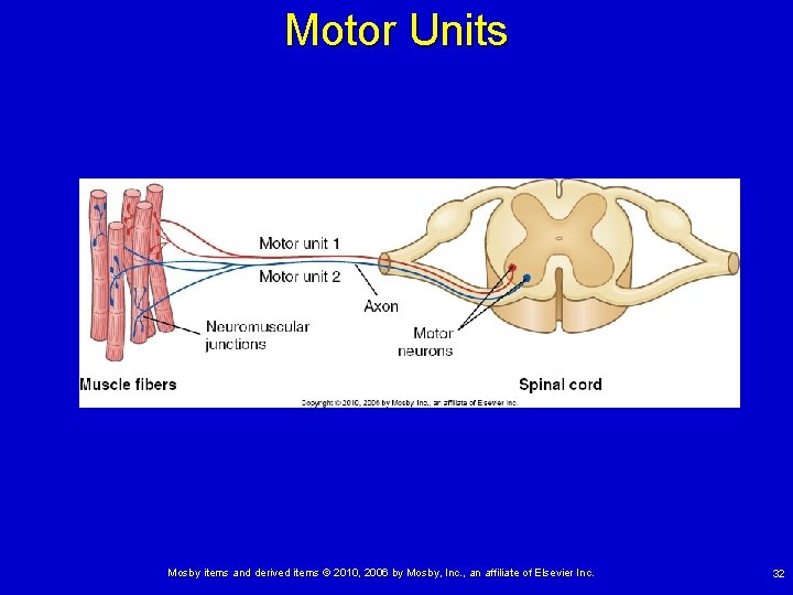 Motor Units Mosby items and derived items © 2010, 2006 by Mosby, Inc. ,