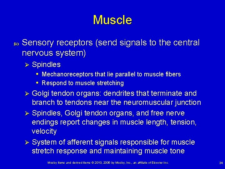 Muscle Sensory receptors (send signals to the central nervous system) Spindles • Mechanoreceptors that