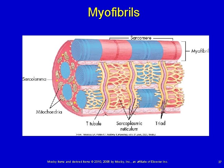 Myofibrils Mosby items and derived items © 2010, 2006 by Mosby, Inc. , an