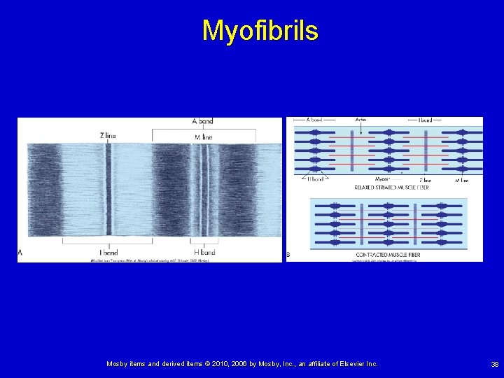 Myofibrils Mosby items and derived items © 2010, 2006 by Mosby, Inc. , an