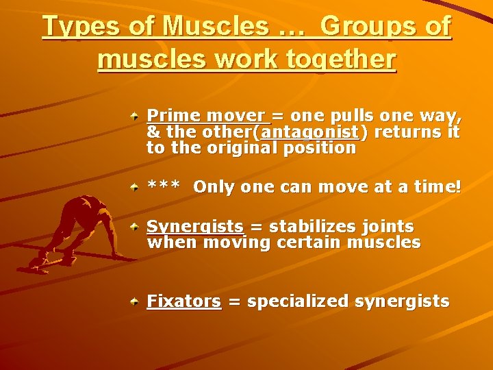Types of Muscles … Groups of muscles work together Prime mover = one pulls