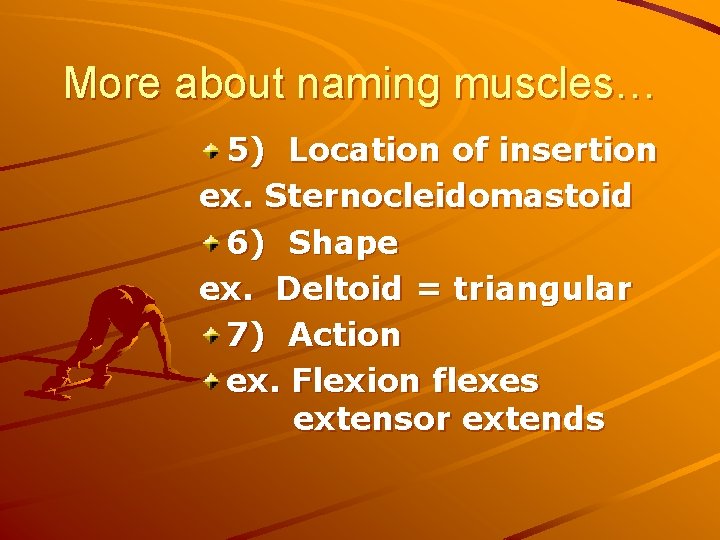 More about naming muscles… 5) Location of insertion ex. Sternocleidomastoid 6) Shape ex. Deltoid