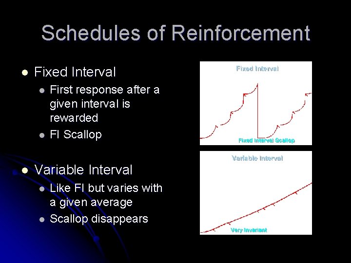 Schedules of Reinforcement l Fixed Interval l First response after a given interval is