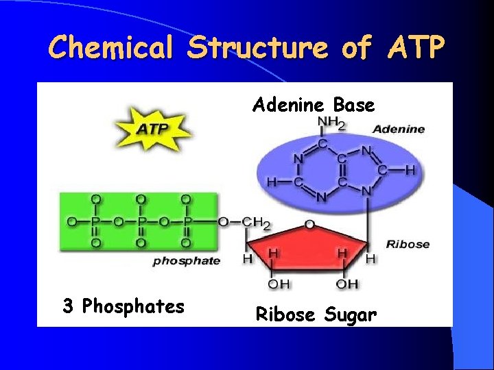 Chemical Structure of ATP Adenine Base 3 Phosphates Ribose Sugar 