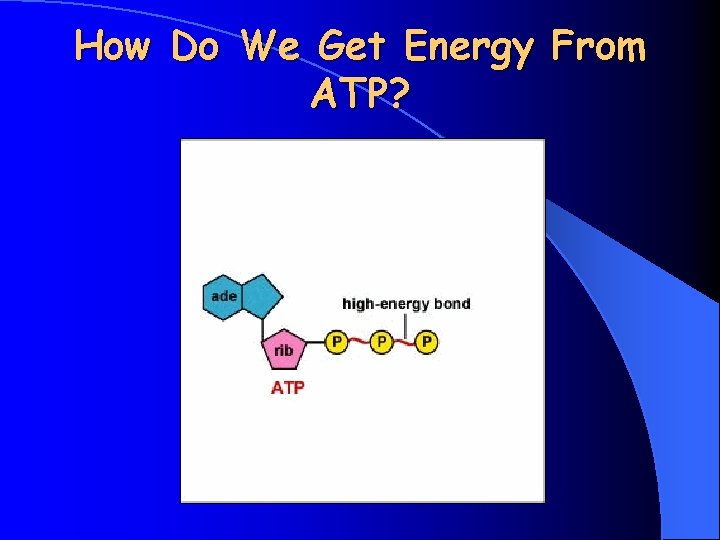 How Do We Get Energy From ATP? 