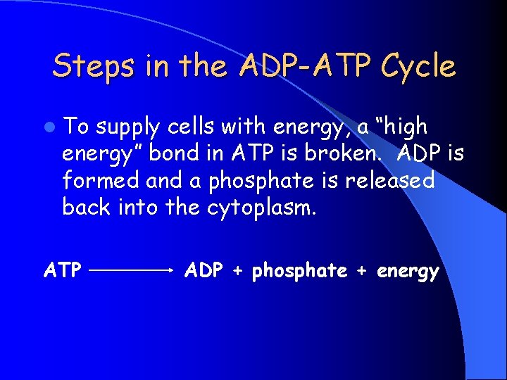 Steps in the ADP-ATP Cycle l To supply cells with energy, a “high energy”