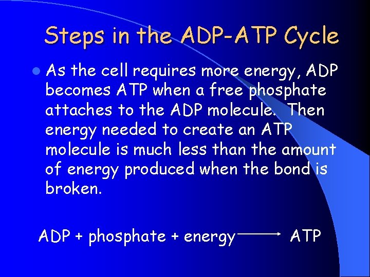Steps in the ADP-ATP Cycle l As the cell requires more energy, ADP becomes