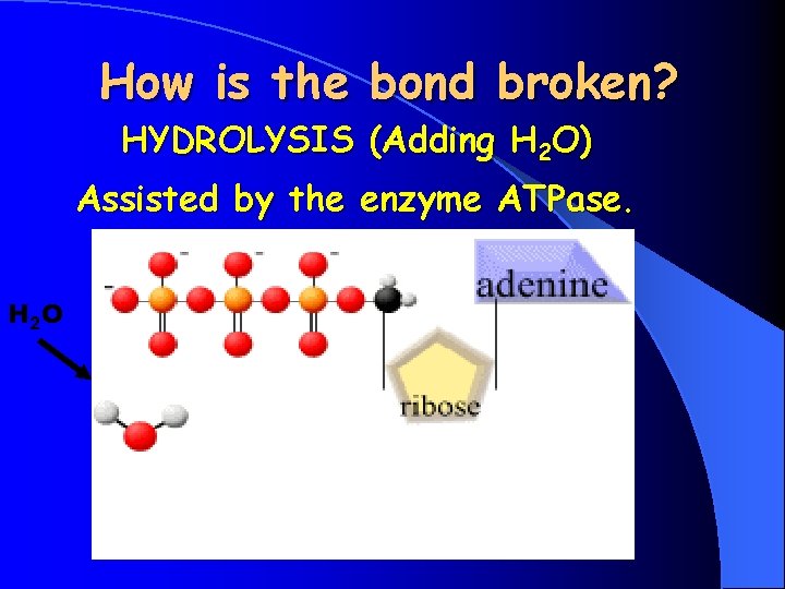 How is the bond broken? HYDROLYSIS (Adding H 2 O) Assisted by the enzyme