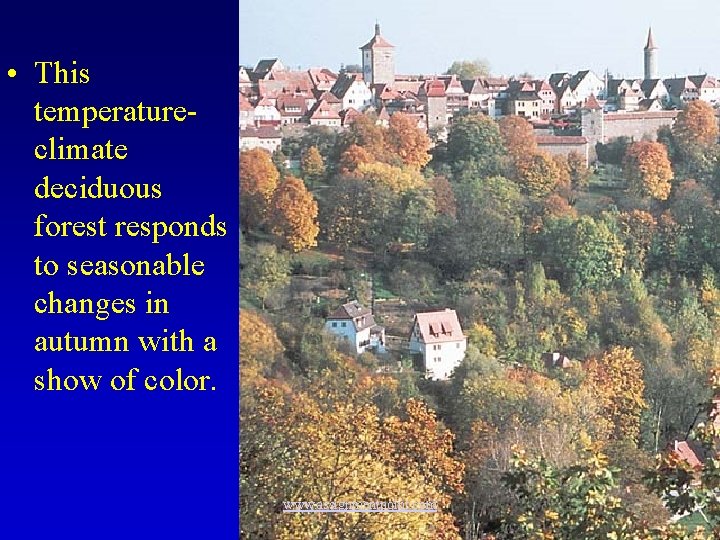  • This temperatureclimate deciduous forest responds to seasonable changes in autumn with a