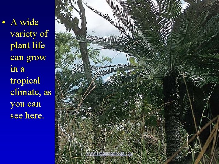  • A wide variety of plant life can grow in a tropical climate,