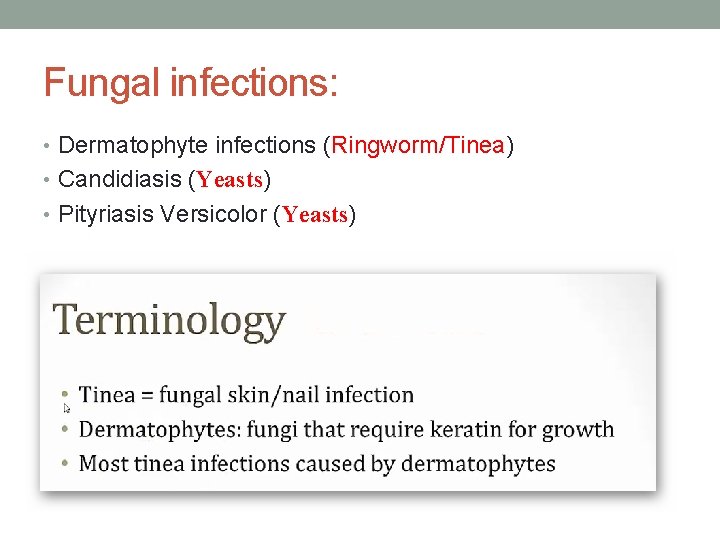 Fungal infections: • Dermatophyte infections (Ringworm/Tinea) • Candidiasis (Yeasts) • Pityriasis Versicolor (Yeasts) 