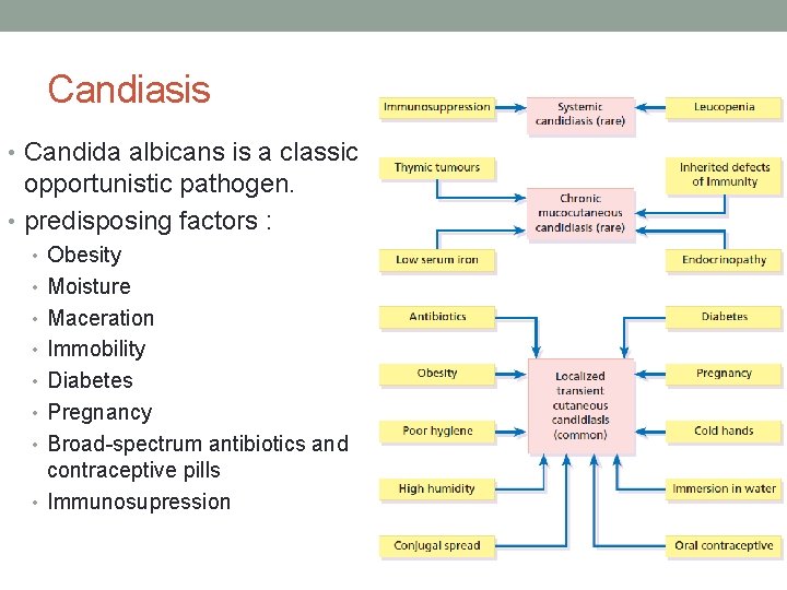 Candiasis • Candida albicans is a classic opportunistic pathogen. • predisposing factors : •