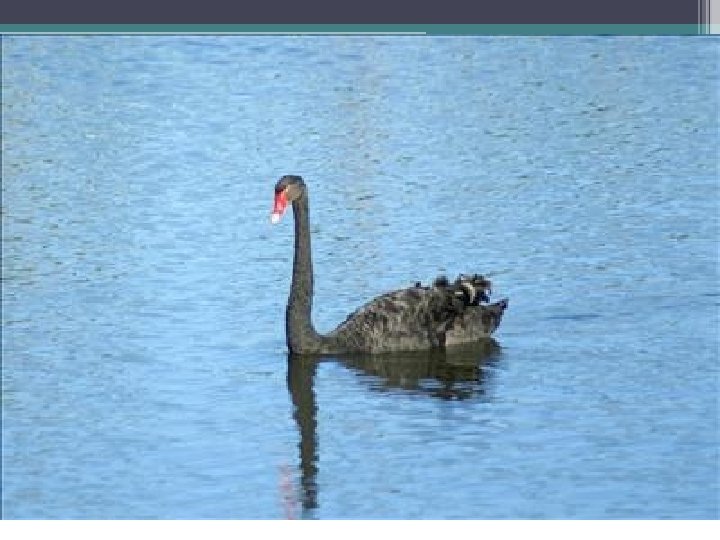 ‘All swans are white’ • is a scientific statement because it can be falsified. ‘All swans are white’ • is a scientific statement because it can be falsified.