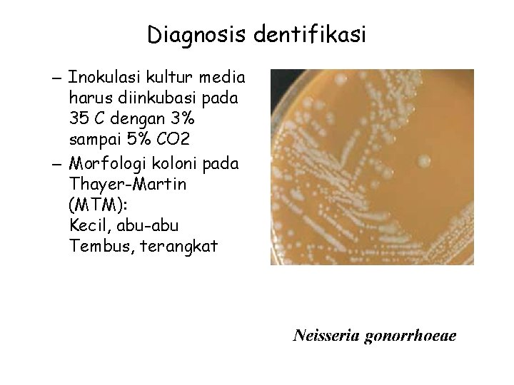 Diagnosis dentifikasi – Inokulasi kultur media harus diinkubasi pada 35 C dengan 3% sampai
