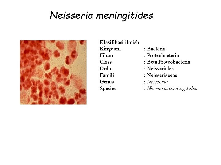 Neisseria meningitides Klasifikasi ilmiah Kingdom Filum Class Ordo Famili Genus Spesies : Bacteria :