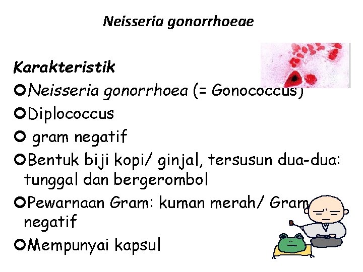 Neisseria gonorrhoeae Karakteristik Neisseria gonorrhoea (= Gonococcus) Diplococcus gram negatif Bentuk biji kopi/ ginjal,