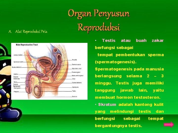 A. Alat Reproduksi Pria Organ Penyusun Reproduksi • Testis atau buah zakar berfungsi sebagai