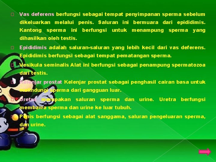 � Vas deferens berfungsi sebagai tempat penyimpanan sperma sebelum dikeluarkan melalui penis. Saluran ini