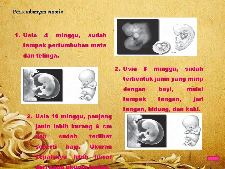 Perkembangan embrio: 1. Usia 4 minggu, sudah tampak pertumbuhan mata dan telinga. 2. Usia
