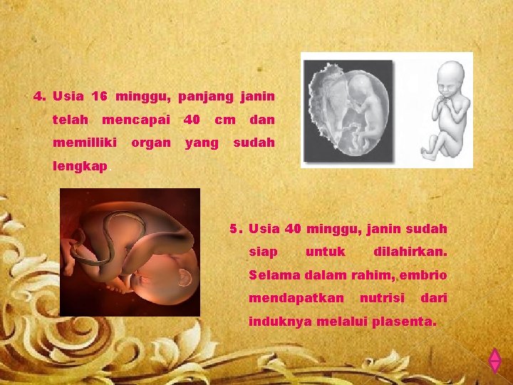 4. Usia 16 minggu, panjang janin telah mencapai memilliki organ 40 cm yang dan
