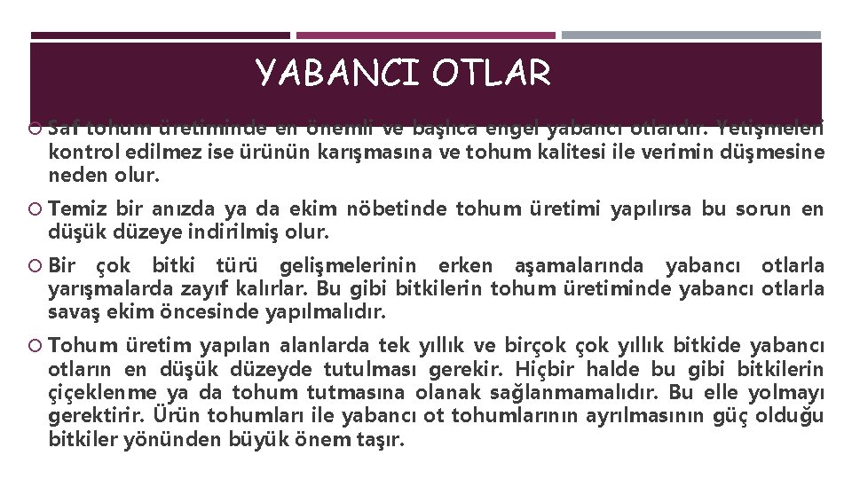 YABANCI OTLAR Saf tohum üretiminde en önemli ve başlıca engel yabancı otlardır. Yetişmeleri kontrol