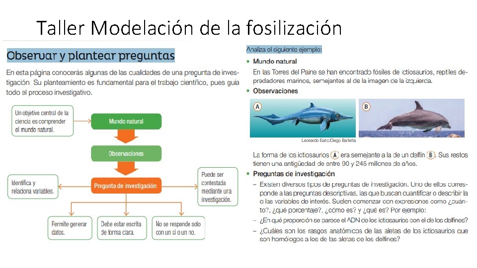 Taller Modelación de la fosilización 