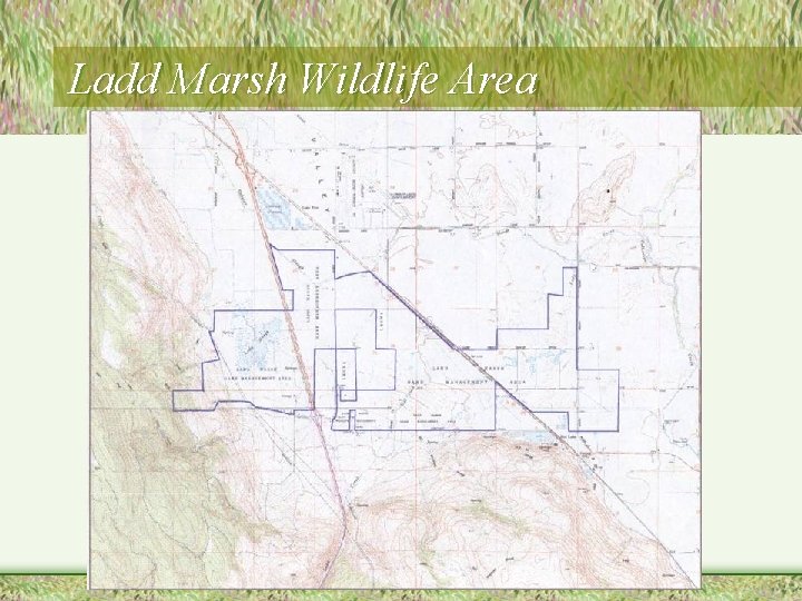 Ladd Marsh Wildlife Area 