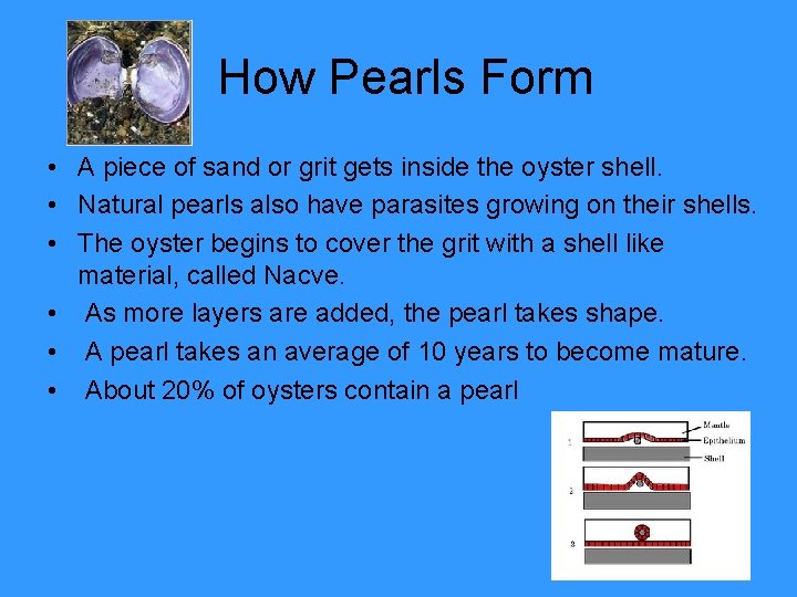 How Pearls Form • A piece of sand or grit gets inside the oyster