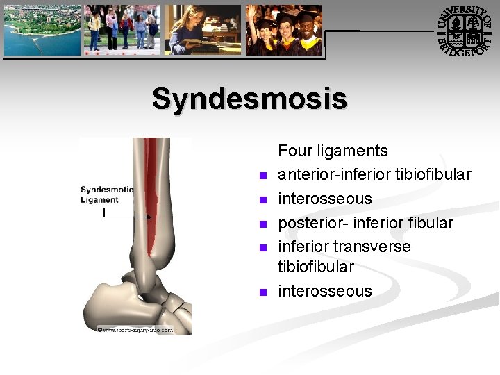 Syndesmosis n n n Four ligaments anterior-inferior tibiofibular interosseous posterior- inferior fibular inferior transverse