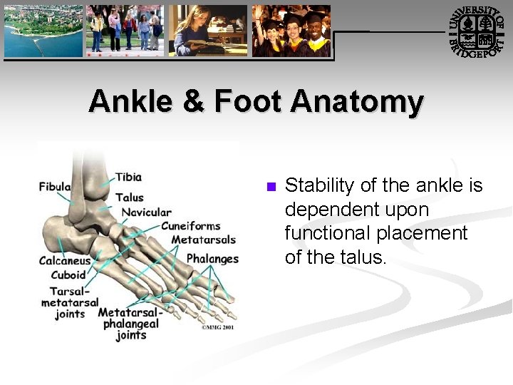 Ankle & Foot Anatomy n Stability of the ankle is dependent upon functional placement