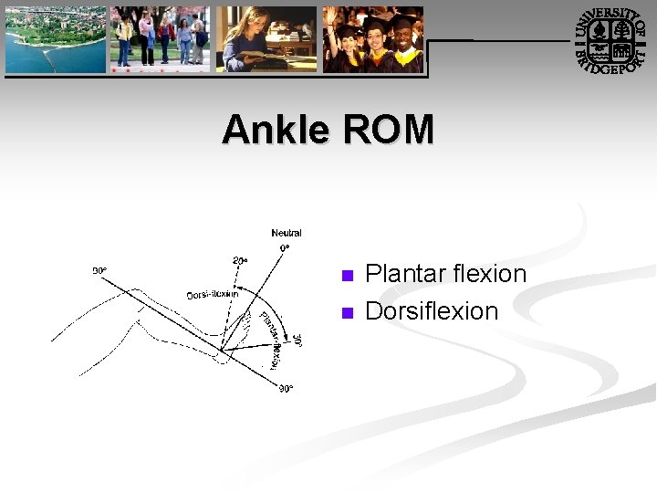 Ankle ROM n n Plantar flexion Dorsiflexion 