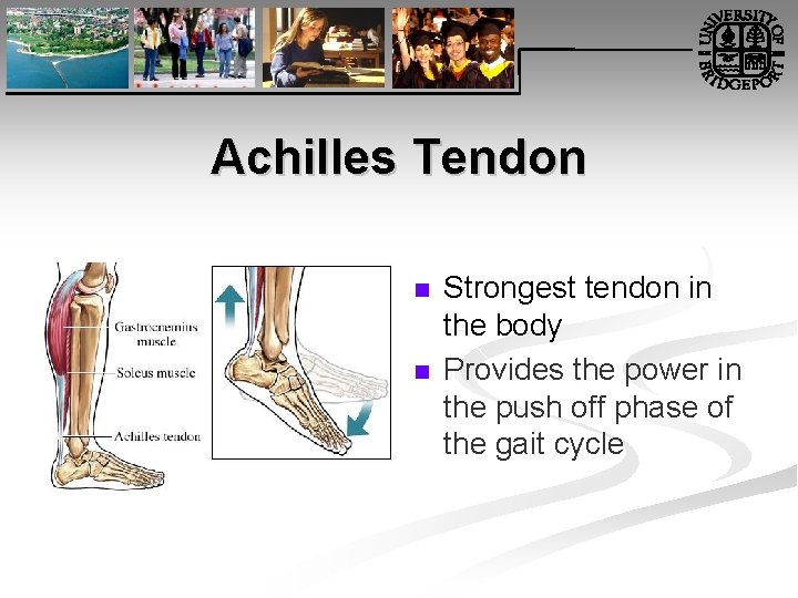Achilles Tendon n n Strongest tendon in the body Provides the power in the