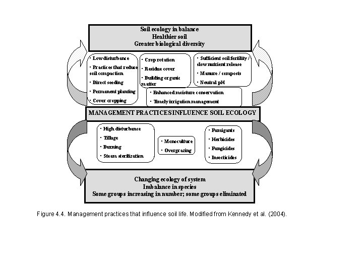 Soil ecology in balance Healthier soil Greater biological diversity • Low disturbance • Crop