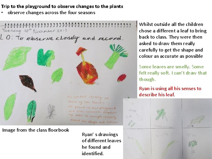 Trip to the playground to observe changes to the plants • observe changes across
