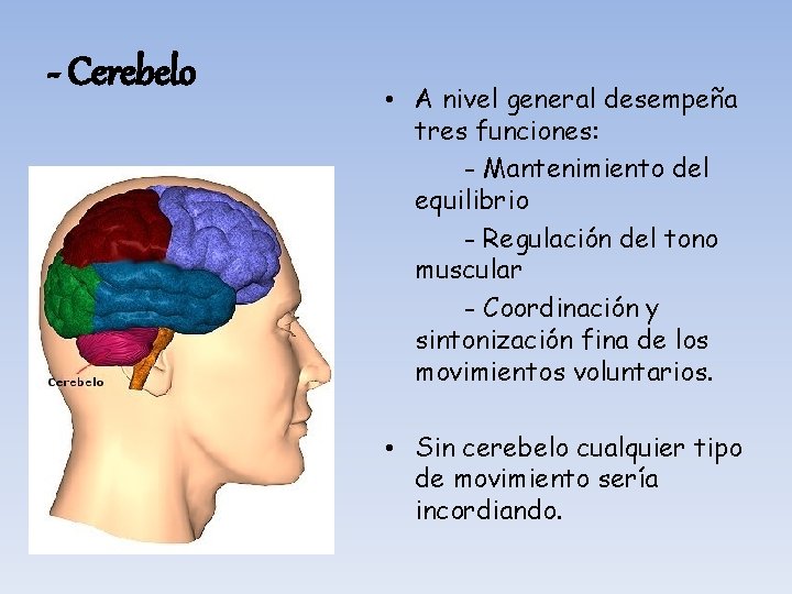 - Cerebelo • A nivel general desempeña tres funciones: - Mantenimiento del equilibrio -