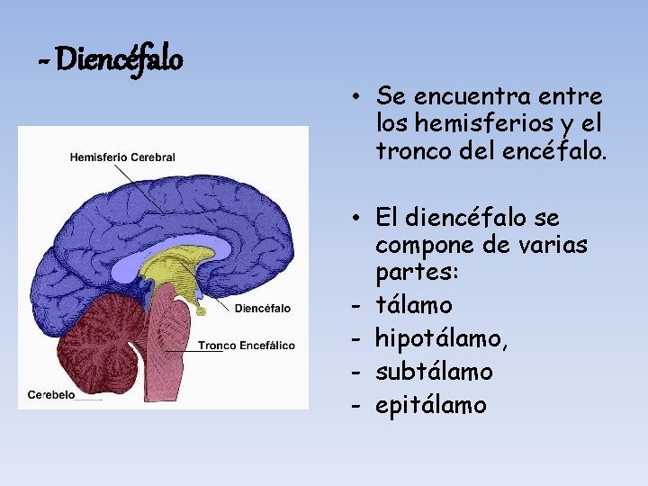 - Diencéfalo • Se encuentra entre los hemisferios y el tronco del encéfalo. •