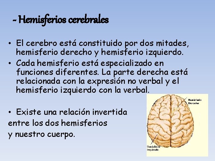 - Hemisferios cerebrales • El cerebro está constituido por dos mitades, hemisferio derecho y