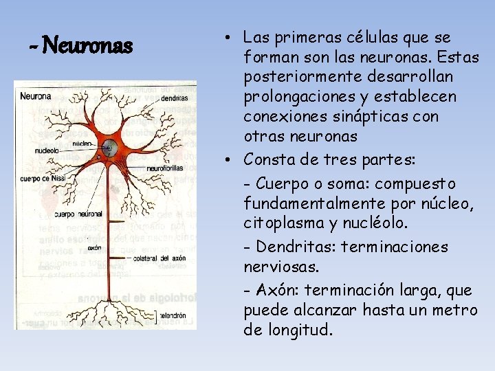 - Neuronas • Las primeras células que se forman son las neuronas. Estas posteriormente