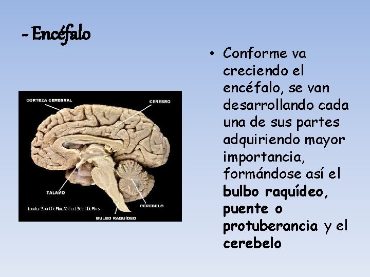 - Encéfalo • Conforme va creciendo el encéfalo, se van desarrollando cada una de