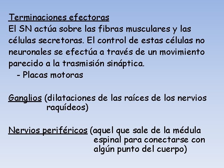 Terminaciones efectoras El SN actúa sobre las fibras musculares y las células secretoras. El