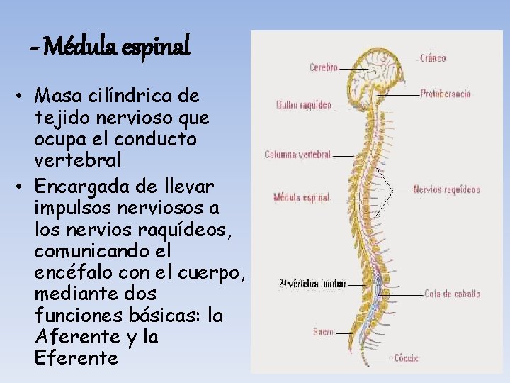 - Médula espinal • Masa cilíndrica de tejido nervioso que ocupa el conducto vertebral