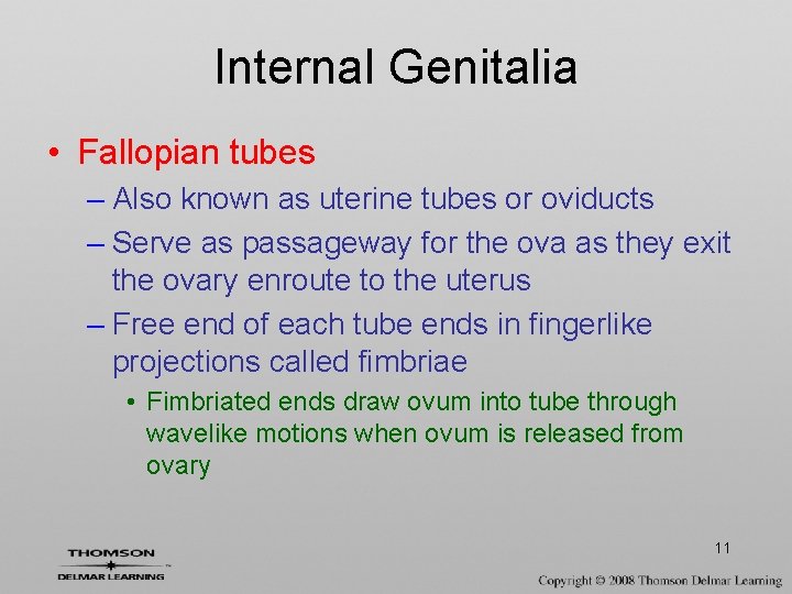 Internal Genitalia • Fallopian tubes – Also known as uterine tubes or oviducts –