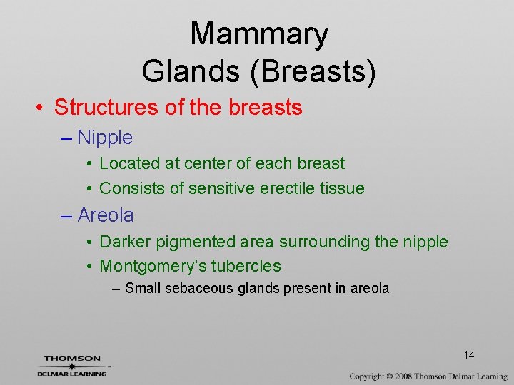 Mammary Glands (Breasts) • Structures of the breasts – Nipple • Located at center