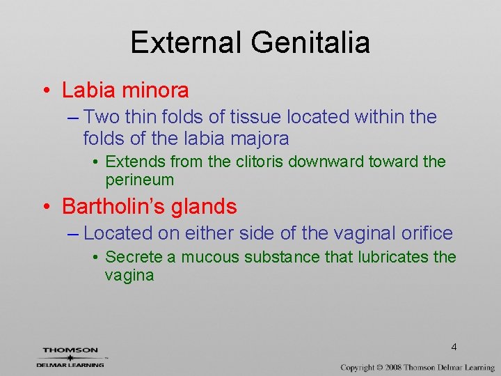 External Genitalia • Labia minora – Two thin folds of tissue located within the