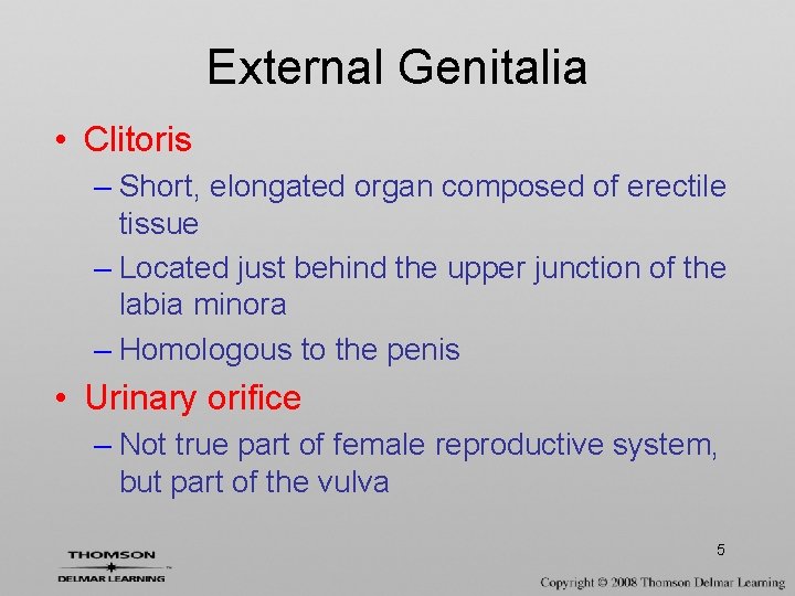 External Genitalia • Clitoris – Short, elongated organ composed of erectile tissue – Located