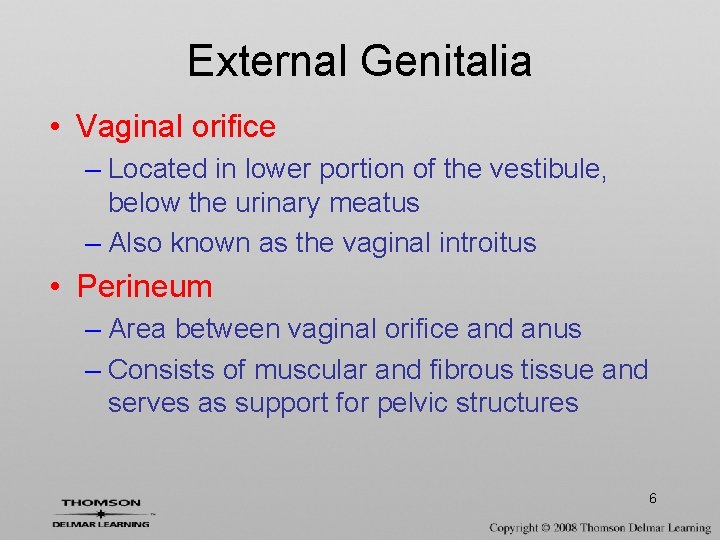 External Genitalia • Vaginal orifice – Located in lower portion of the vestibule, below